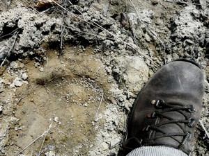 otisk přední stopy medvěda pod Gírovou; foto: Leona Machalová