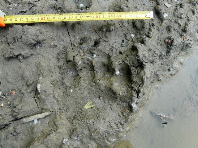 stopa medvěda nalezená v Bašce; foto: Leona Machalová