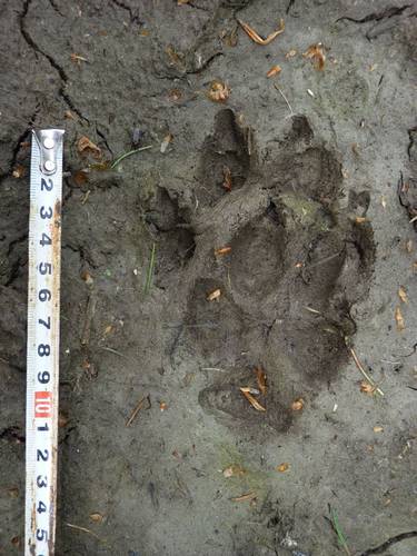 stopy vlka; foto: Dana Bartošová