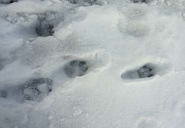 Stopy vlka ze stopní dráhy sledované na 5–6 km dlouhé trase z Vraních hor přes Uniemyśl na Hraniční hřbet v CHKO Broumovsko (30. 3. 2013) (foto P. Bobr)