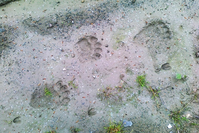 stopy medvěda nalezené koncem dubna 2014 v obci Řeka v kamenolomu; foto: Silvie Stachová