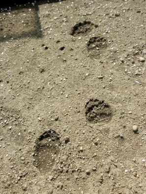 stopy medvěda na políčku v Třinci; foto: Edvard Czudek