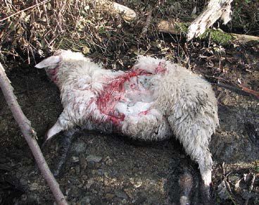  Ovce stržené s největší pravděpodobností vlkem ve Sklenářovickém údolí ve východních Krkonoších v listopadu 2011 (foto T. Janata).