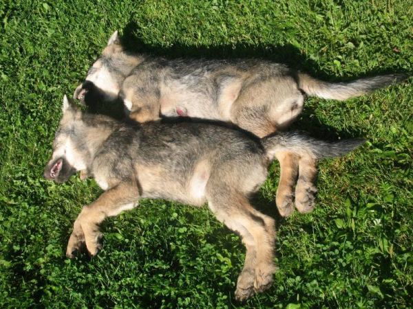 Dvě vlčí mláďata zastřelená v Lotyšsku. Zdroj: http://medniekiem.lv/
