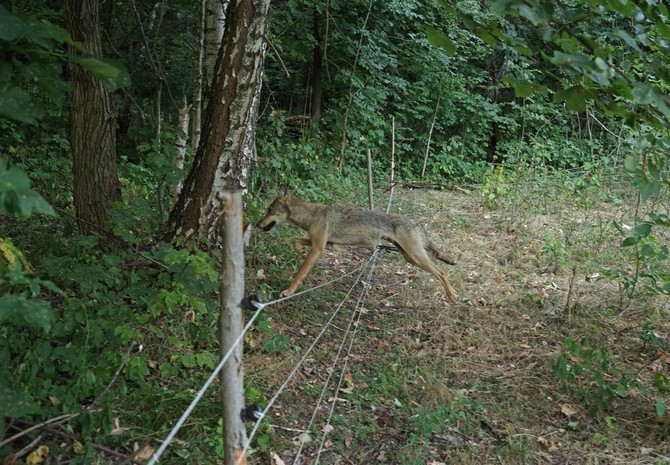 Foto: Jiří Dvořák/Správa KRNAP