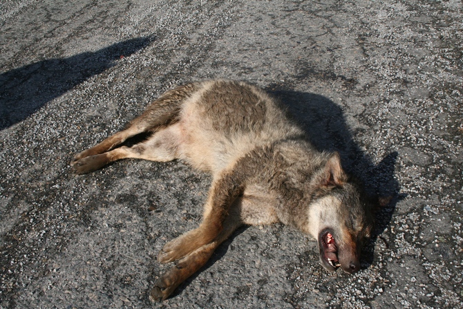 Vlk sražený na jaře 2017 na dálnici D1 na Vysočině ilustruje problémy, kterým čelí velcí savci v antropogenně fragmentované krajině.