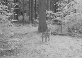 Vlk z okolí Hohwaldu. Foto: Staatsbetrieb Sachsenforst / A. Klingenberger.