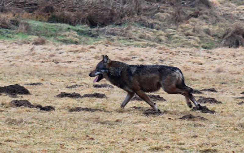 První vlk v roce 2012, foto: NABU/Uli Stadler