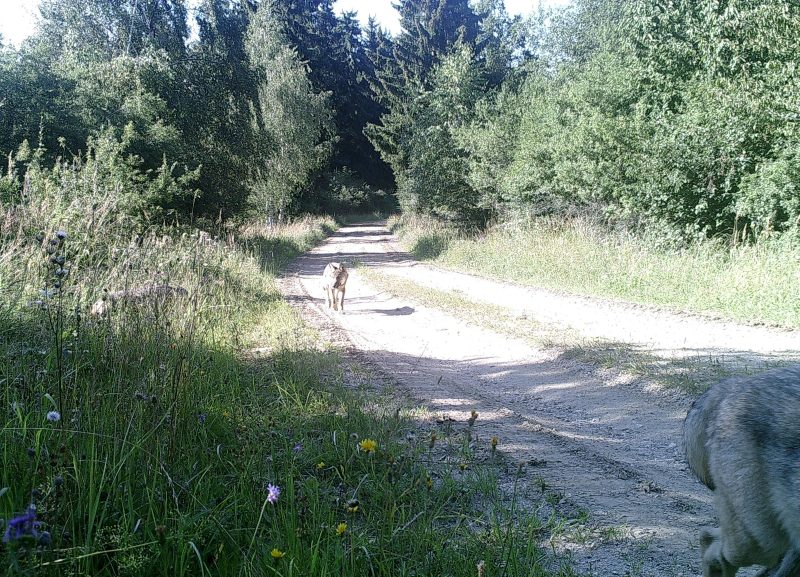 Vlče zachycené fotopastí v srpnu 2016, foto: BMLVS