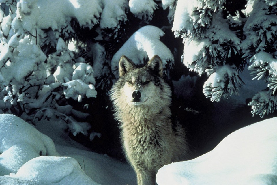 Foto: U.S. Fish & Wildlife Service