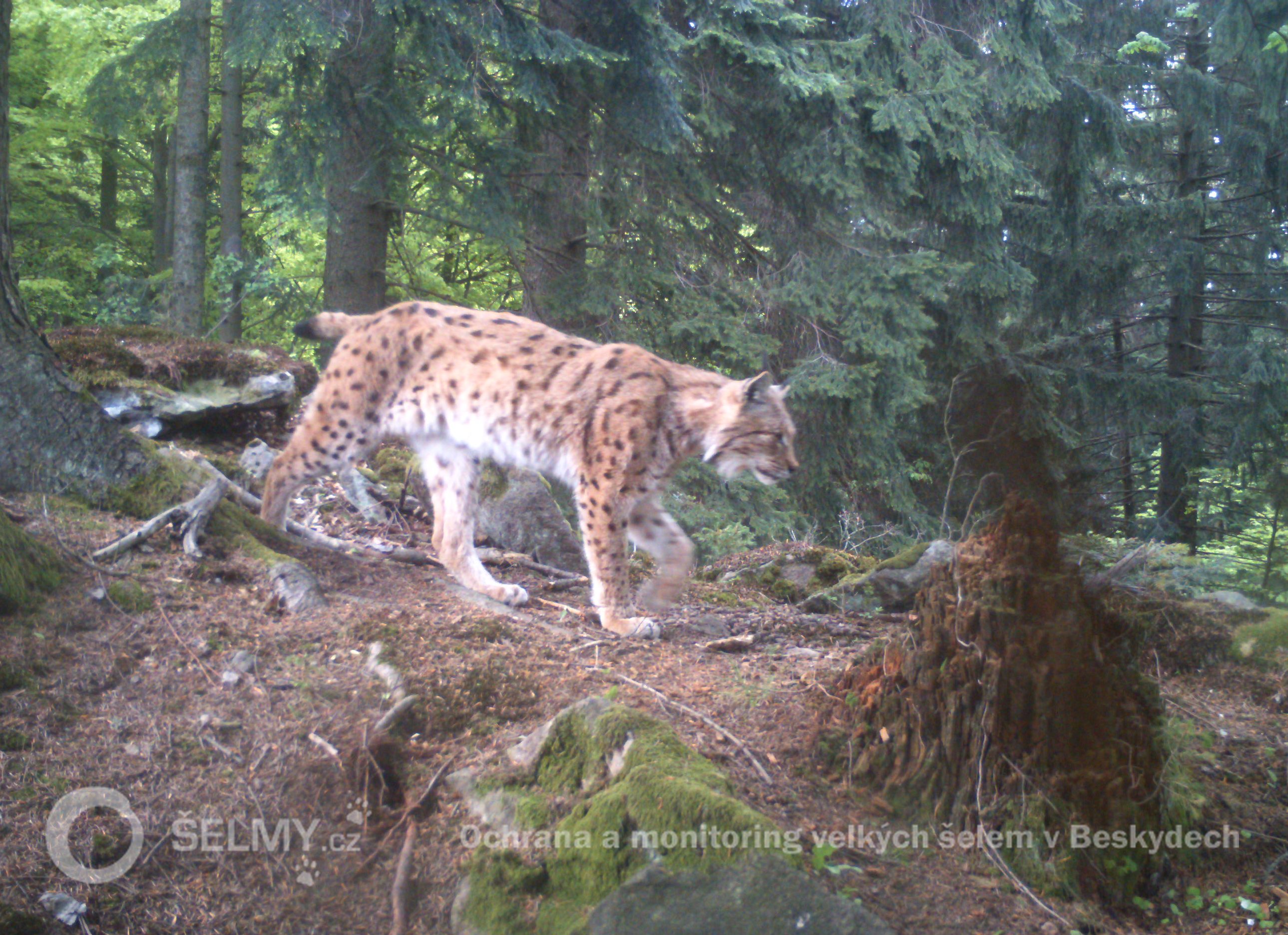 Lynx called Král (King) in Javorníky Mts. in May 2015; photo: Friends of the Earth Czech Republic (Hnutí DUHA) Lynx called Král (King) in Javorníky Mts. in May 2015; photo: Friends of the Earth Czech Republic (Hnutí DUHA)