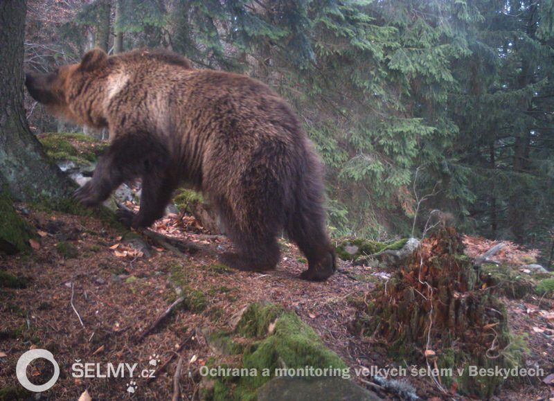 Bear captured by a camera trap in November 2015; photo: Friends of the Earth Czech Republic (Hnutí DUHA) Bear captured by a camera trap in November 2015; photo: Friends of the Earth Czech Republic (Hnutí DUHA)