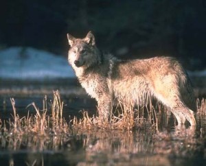 Western gray wolf, foto: COURTESY USFWS