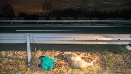 Vlk sražený u Berliner Ring. Zdroj: http://www.bz-berlin.de/