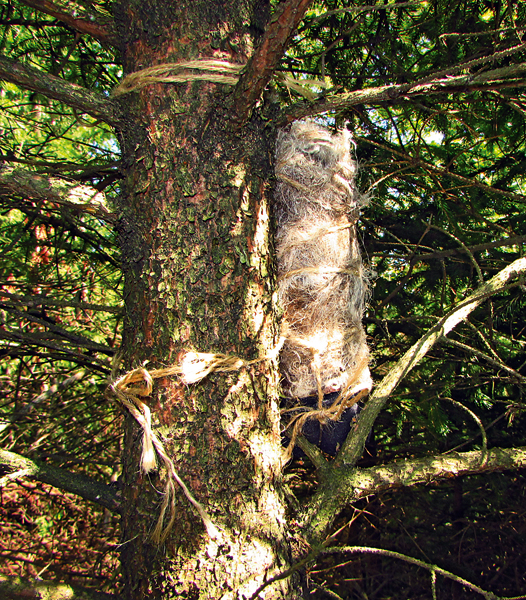 Umístění nahrávacího zařízení v ochranném obalu na stromě. Foto: T. Krajča