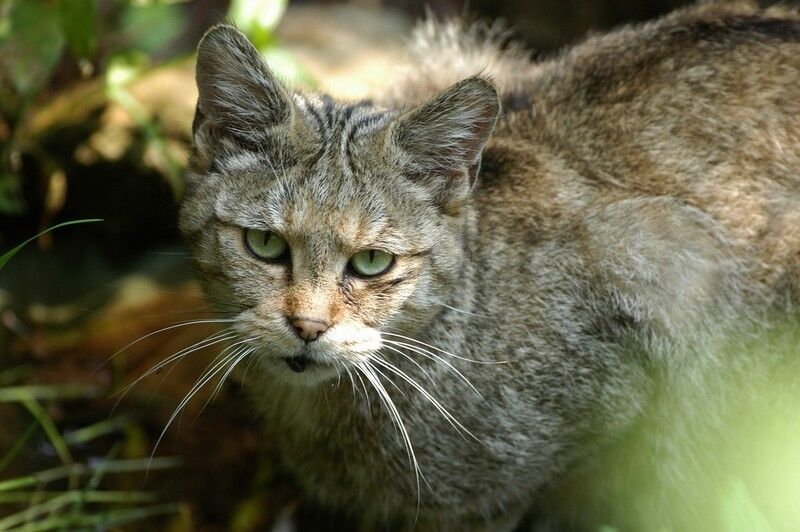 European wildcat