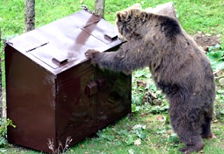 A bear trying to get into a locked waste container