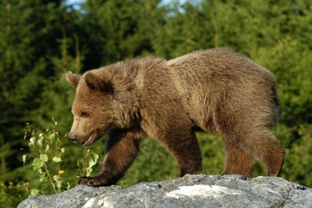 Brown bear