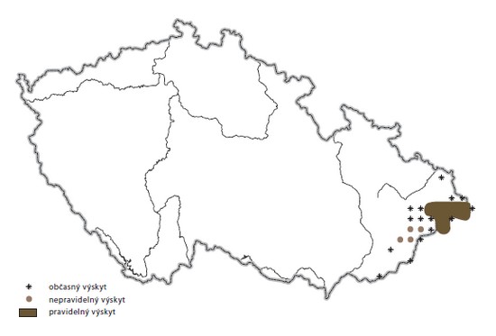 Brown bear distribution in the Czech Republic