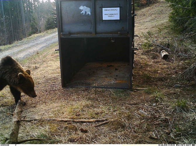 Medvěd před klecí. Zdroj: Zlínský kraj