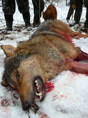 A wolf killed by hunters in Slovakia