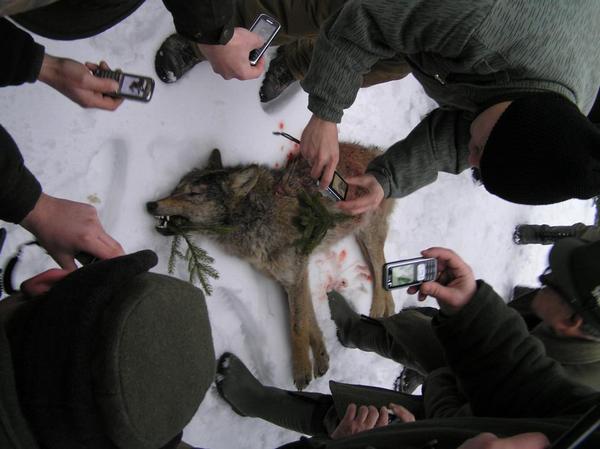 Legální lov vlků na Slovensku omezuje jejich šíření do Česka; foto: Juraj Lukáč