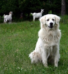 A shepherd dog protecting a herd of goats