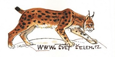 Painting of a lynx by Ludvík Kunc