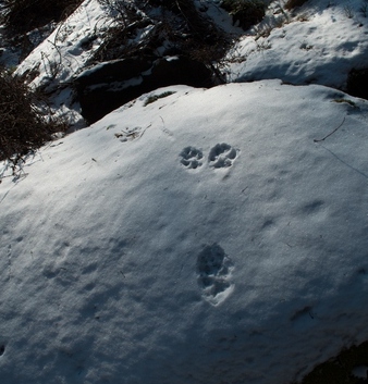 Stopy šluknovského vlka, leden 2014