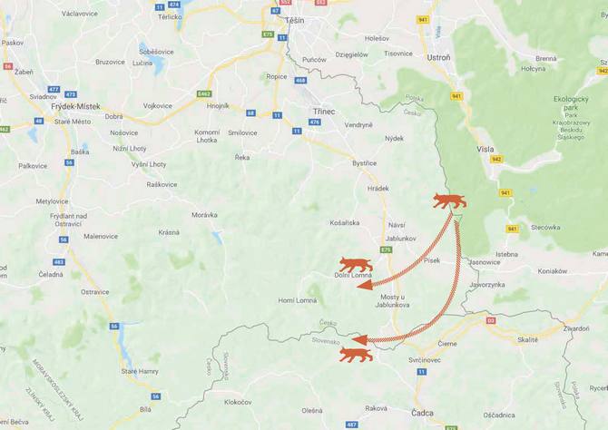 Bronisla jako první velká šelma přešel mezi Slezskými a Moravskoslezskými Beskydy