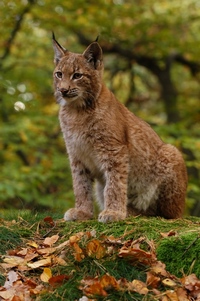 Eurasian lynx