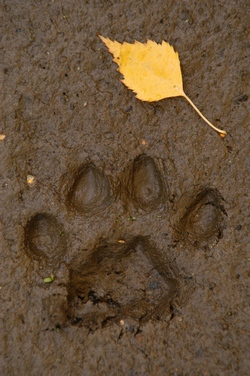 A lynx footprint, Photo Karel Brož
