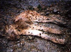 A lynx shot dead in the Beskydy