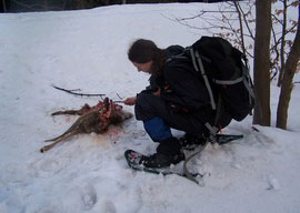 Inspecting remains of a deer killed by a large carnivore