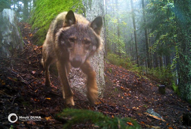 Nová fotografie vlka pořízená v jižním Pošumaví