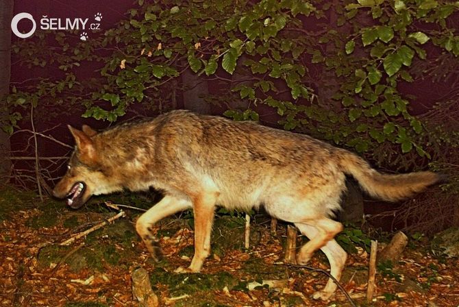 Vlk zachycený na fotopasti v Javorníkách v roce 2013