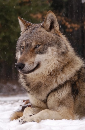 Grey wolf