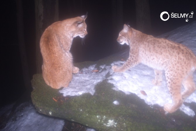 A lynx with her cub in the Beskydy Mountains