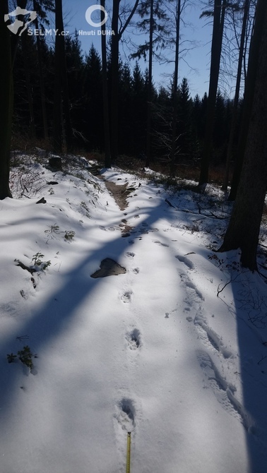 Ukázka z monitoringu vlků v Jizerských horách - vlčí stopní dráha.