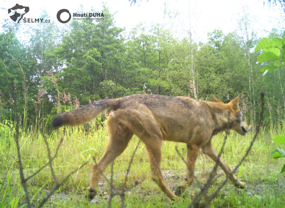 Vlk vyfocený na fotopasti na Frýdlantsku v červenci 2020