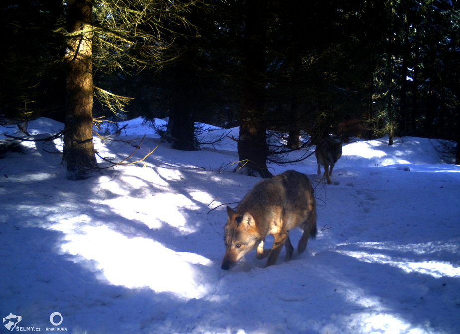 Vlci v Orlických horách; zdroj: Hnutí DUHA Olomouc