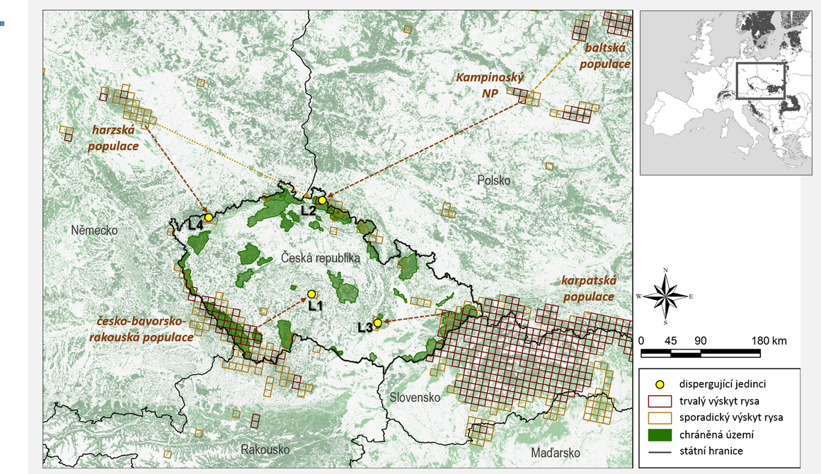 Česko jako křižovatka rysí populace - šipky ilustrují směr přesunu ze zdrojové populace u zachycených jedinců (upraveno dle Gajdárová et al. 2021)