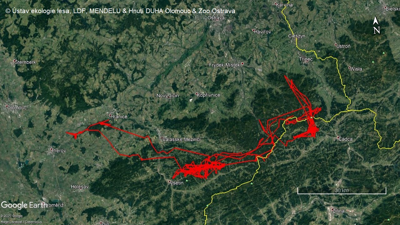 Mapa pohybu rysa Emana_zdroj: LDF Mendelu a Hnutí DUHA Olomouc