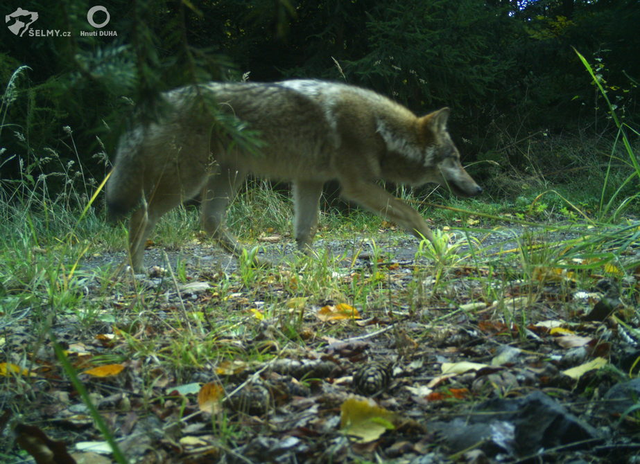 Vlk v Lužických horách; říjen 2021 Vlk v Lužických horách; říjen 2021