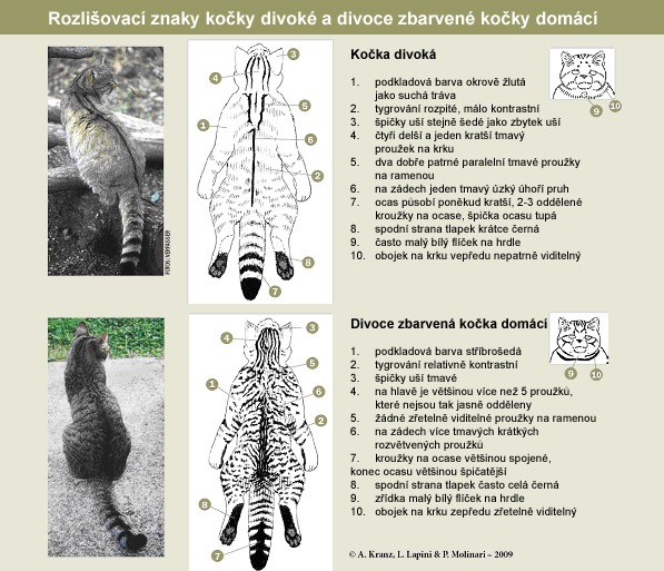 Kočka divoká a kočka domácí - rozlišovací znaky