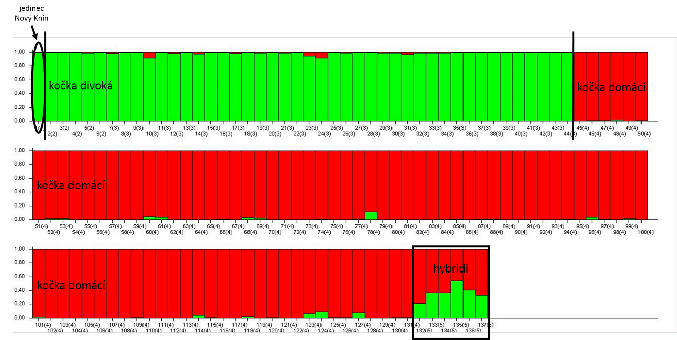 Výstup z Bayesiánská klastrovací analýzy v programu STRUCTURE