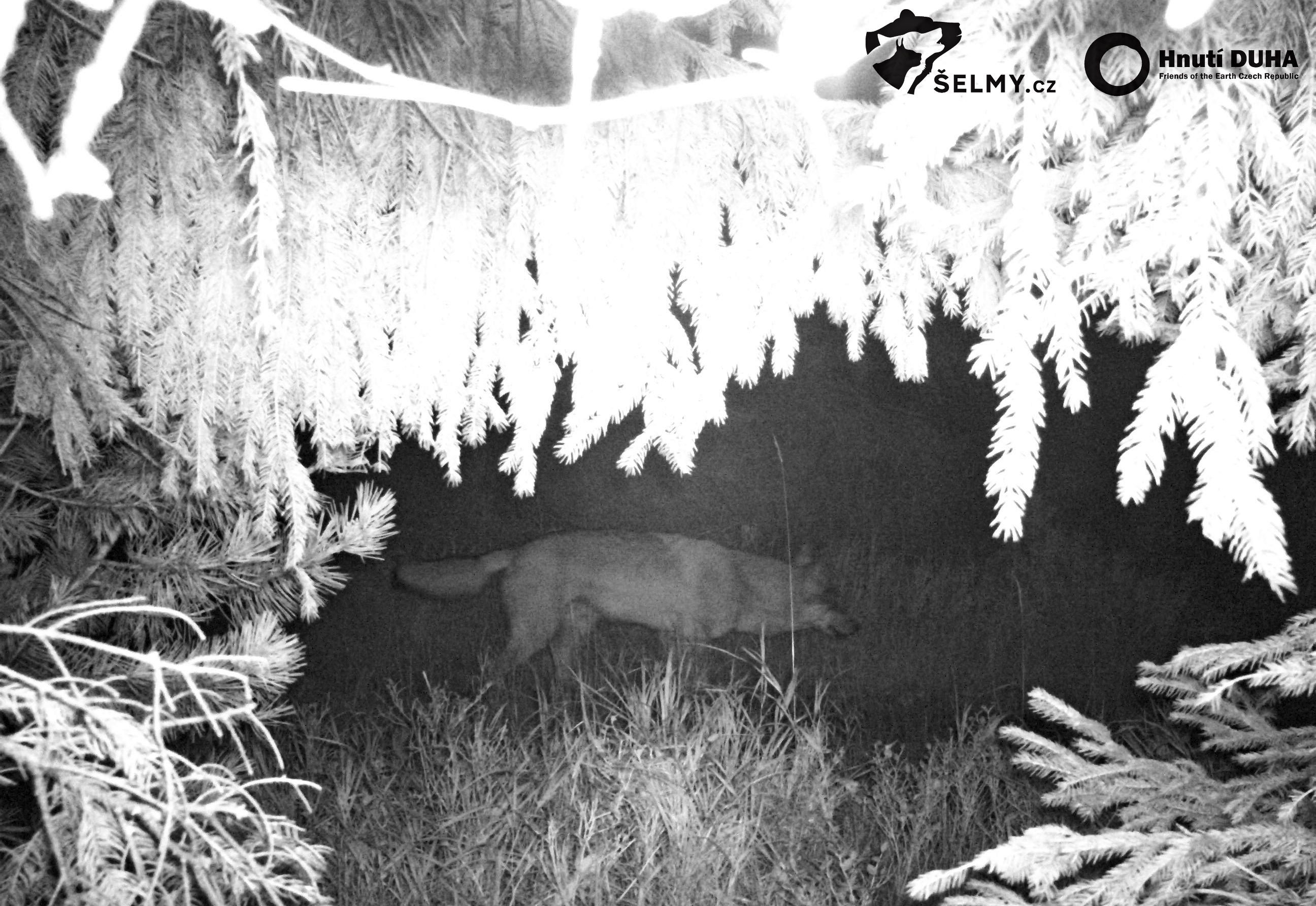 Vlk, zachycený na fotopast v Orlických horách na konci září