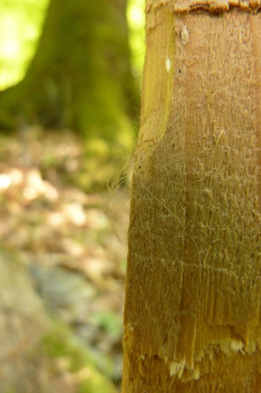 Foto 14: Detail srsti mačky divej zachytenej na chlpovej pasci (zdroj: Michal Bojda)