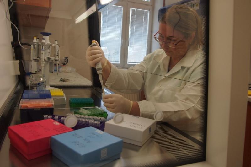 Foto 16: Príprava vzoriek na polymerázovú reťazovú reakciu (PCR), v rámci ktorej sú amplifikované jednotlivé sledované genetické markery – mikrosatelity, tvoriace genetický profil jedinca (zdroj: Ústav biologie obratlovců AV ČR)