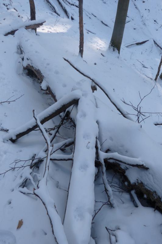 Foto 6: Mačka rada využíva popadané stromy a vývraty, z ktorých má lepší prehľad o dianí v okolí (zdroj: Martin Váňa) 